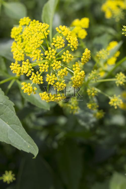 Such flowers are beautiful yet dangerous; don’t touch them if you encounter them in the wild